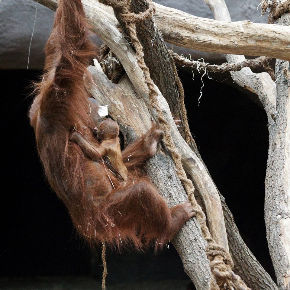 Foto: Tomáš Adamec, Zoo Praha